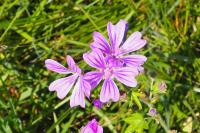 Malva sylvestris