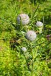 Cirsium eriophorum