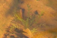 Sisymbrella aspera