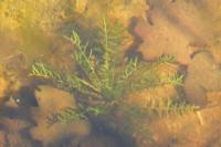 Sisymbrella aspera