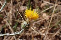 Centaurea solstitialis