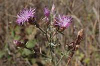 Centaurea stoebe