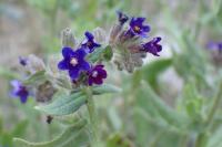 Anchusa officinalis
