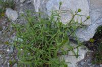 Buphthalmum salicifolium