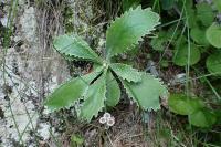 Primula marginata