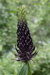Phyteuma ovatum