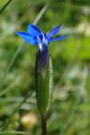 Gentiana nivalis