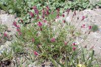 Onobrychis montana