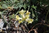 Oxytropis campestris