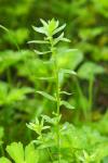 Lythrum hyssopifolia