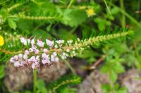 Erica vagans