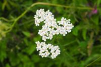 Achillea millefolium