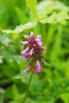 Betonica officinalis