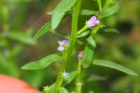 Lythrum hyssopifolia