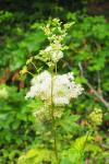 Filipendula ulmaria