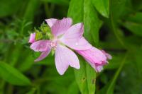 Malva moschata