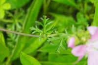 Malva moschata