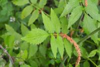 Valeriana officinalis