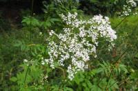 Valeriana officinalis