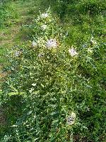 Cirsium eriophorum