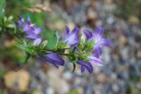 Campanula trachelium