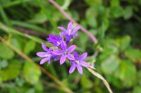 Campanula glomerata