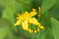 Hypericum hirsutum