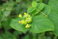 Hypericum androsaemum