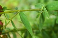 Hypericum hirsutum