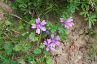 Malva sylvestris