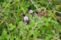 Cirsium arvense