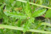 Cirsium arvense