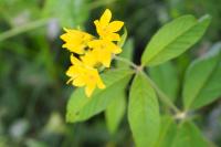 Lysimachia vulgaris