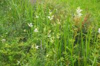 Filipendula ulmaria