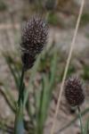 Alopecurus gerardi