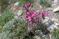 Pedicularis rosea