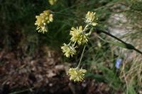 Luzula lutea