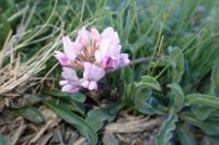Oxytropis helvetica
