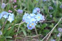 Myosotis alpestris