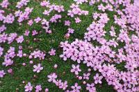 Silene acaulis