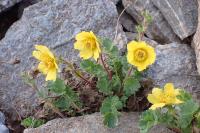 Geum montanum