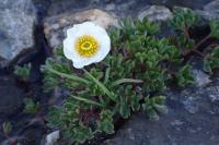 Ranunculus glacialis