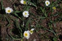 Ranunculus kuepferi