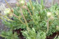 Saxifraga exarata