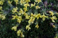 Androsace vitaliana