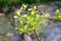 Erucastrum nasturtiifolium