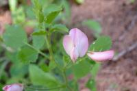 Ononis rotundifolia