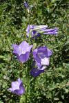 Campanula persicifolia