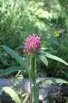 Trifolium alpestre