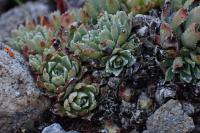 Saxifraga paniculata
